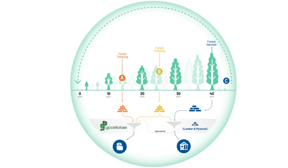 Infographic of how the parts of a tree are used
