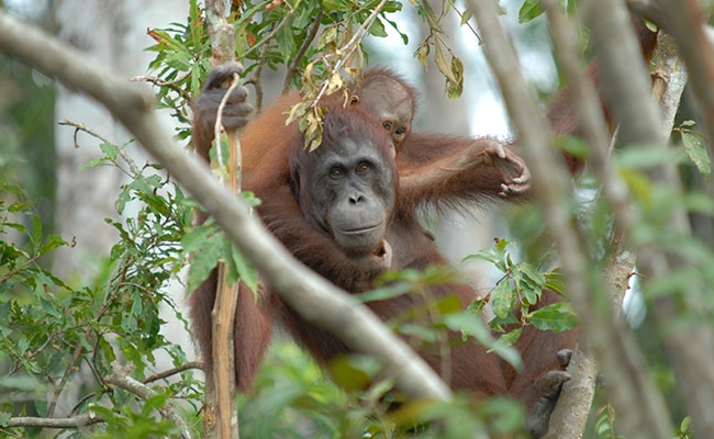 csr92920Mobilizing-Domestic-Funds-for-Forest-Mangement-in-Indonesia-BL20-029-650.jpg