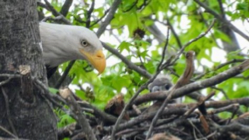 Eagle nest. Nest monitoring in partnership with NJ Fish and Wildlife and Conserve Wildlife Foundation of NJ.