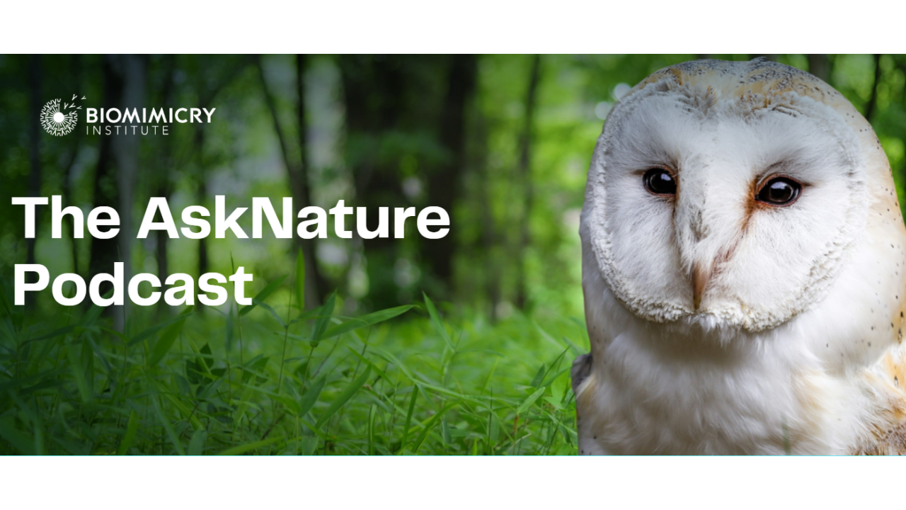 Ask Nature Podcast Now Available