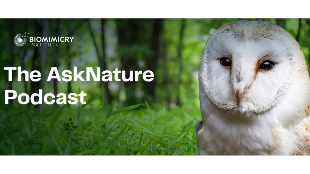 Nature Scene with Owl and Title for Podcast