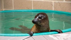 Walnut the harbor seal