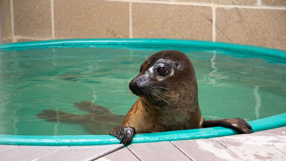 Walnut the harbor seal