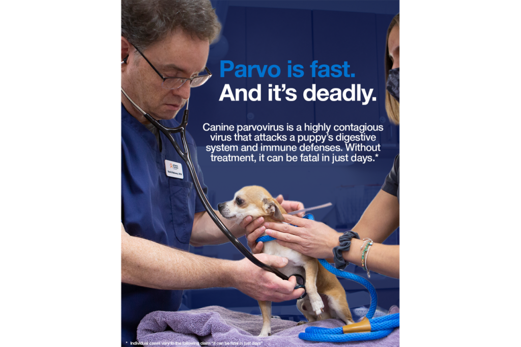 Parvo is fast. And it's deadly. Canine parvovirus is a highly contagious virus that attacks a puppy's digestive system and immune defenses. Without treatment